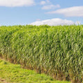 Switchgrass Seeds - 1001+ Count - Native Ornamental Perennial - Panicum virgatum - Fast Growing, Easy Care Prairie Grass