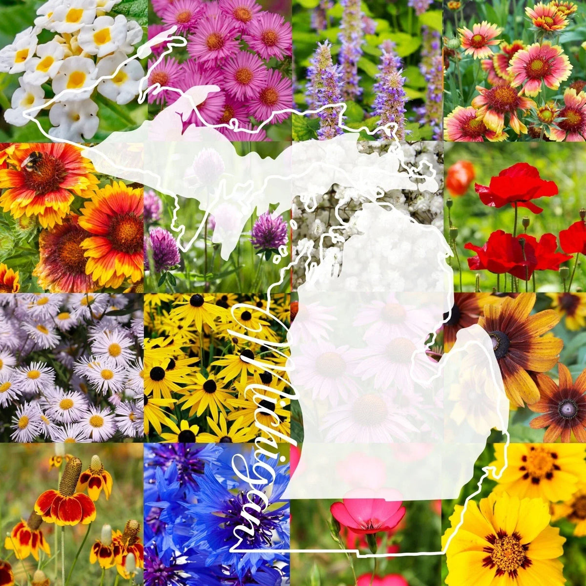 Wildflower Seed Mix 1/2LB Michigan Variety, Colorful Blooms, Covers 2,000 sq-ft, Native Wildflowers