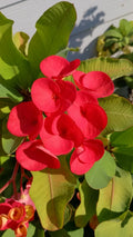 Crown of Thorns Cutting - Bright Red - Euphorbia milii - 1 Count