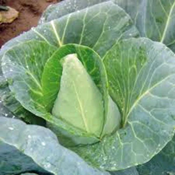 Cabbage Seed Pack - Early Jersey Wakefield Heirloom Non-GMO - 25+ Seeds