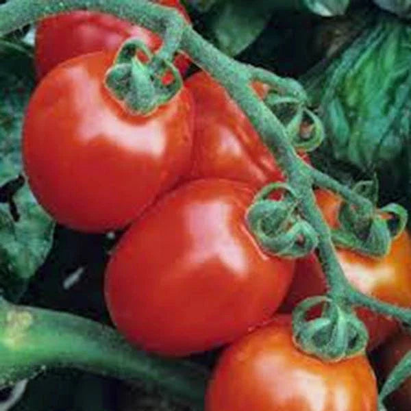Italian Roma Tomato Seeds - Heirloom Non-GMO Variety - Organic Home Garden Planting