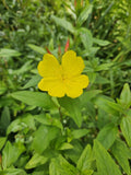 Evening Primrose Plant - Perennial - Yellow Bloom - Oenothera biennis - Zones 3-10