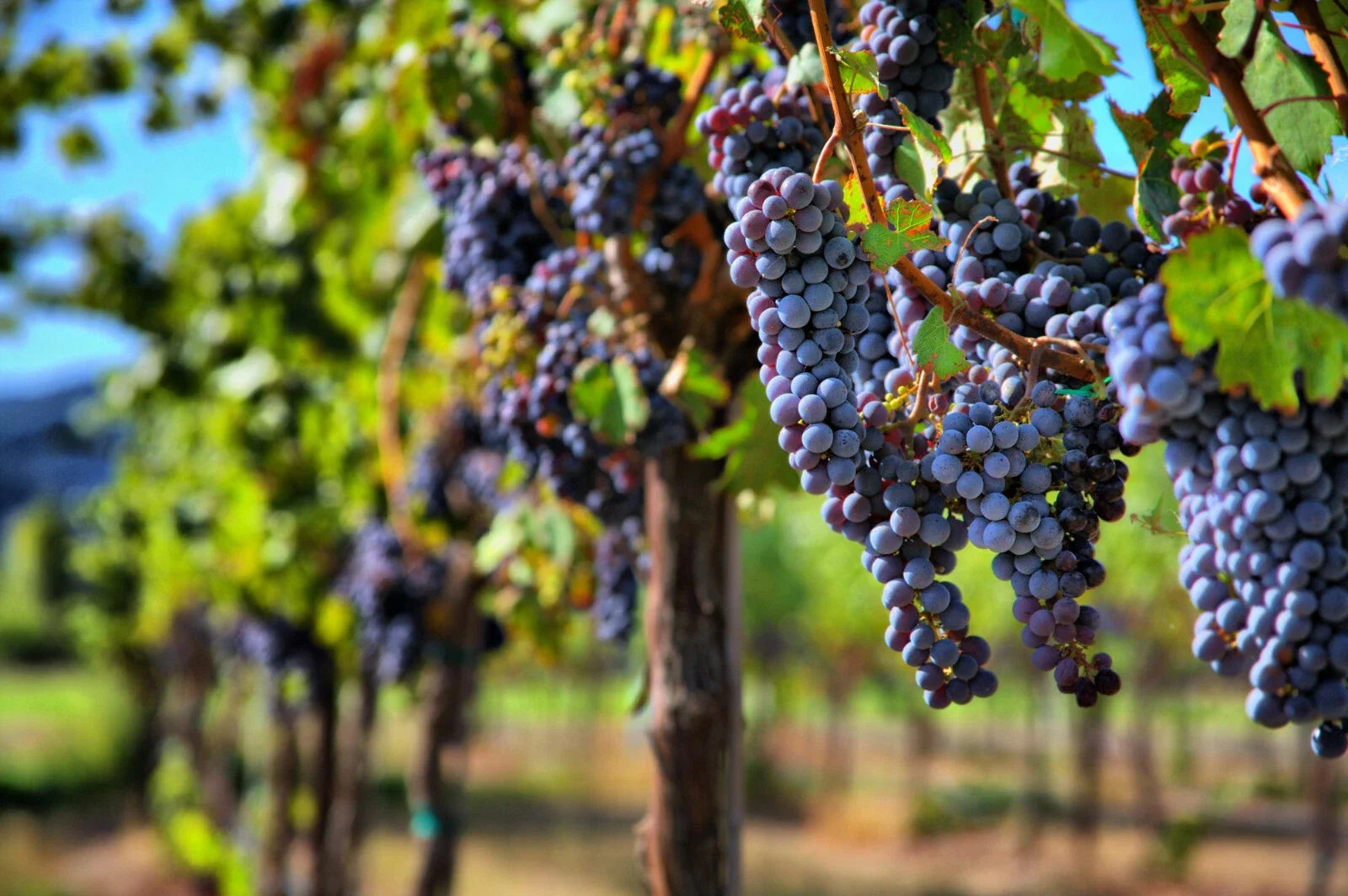 Grape Vine Seeds 30 Pack, Wine Grape Seeds for Planting, Vitis vinifera, Fruit Variety, Home Garden