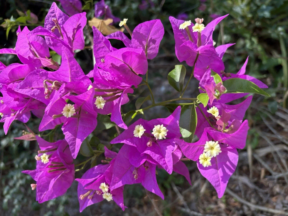 Bougainvillea Cuttings 6-Pack Purple Lavender Blooms Bougainvillea spectabilis