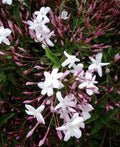 Pink Star Jasmine Cuttings - 5 Fragrant Plant Starts - Trachelospermum jasminoides
