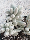 Senecio Haworthii Cutting - 4" Long Unrooted - Whitest Succulent Variety - Ideal for Plant Enthusiasts