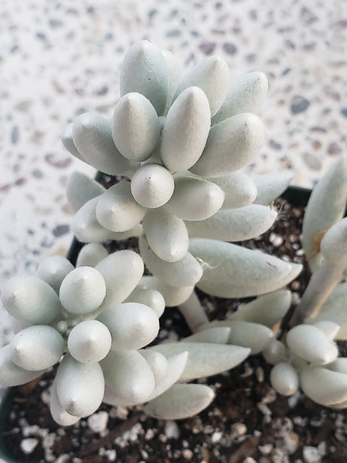 Senecio Haworthii Cutting - 4" Long Unrooted - Whitest Succulent Variety - Ideal for Plant Enthusiasts