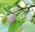 White Mulberry Tree Seeds - 50+ Count - Sweet Edible Fruit - Morus alba - USA Seller, Free Shipping