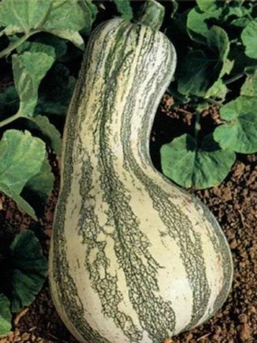 Fresh Heirloom Cushaw Green Striped Pumpkin Seeds - 35 High Yield Winter Squash Seeds - Cucurbita mixta