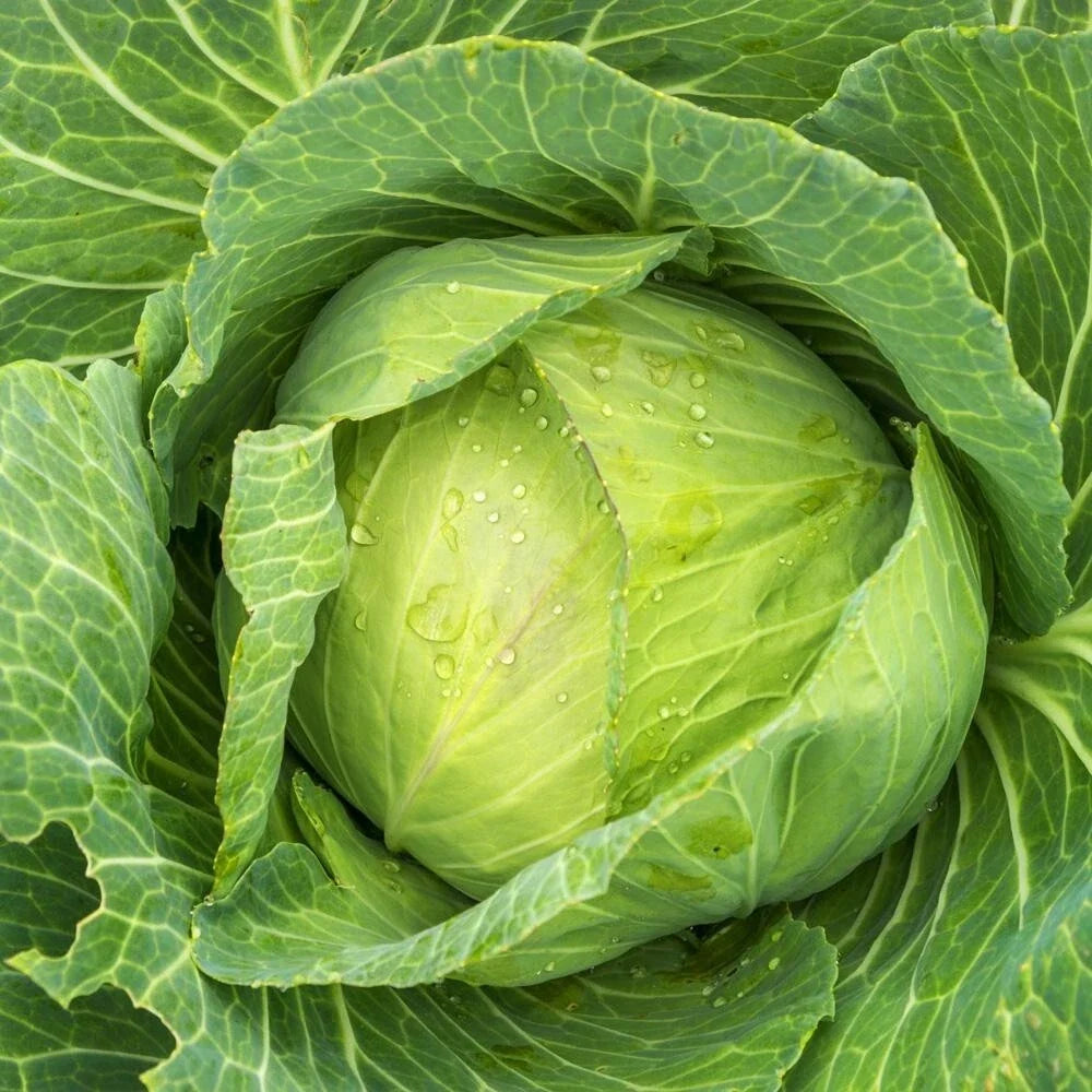 Golden Acre Green Cabbage Seeds - 800+ Seeds - Brassica oleracea, Heirloom Variety for Home Gardening