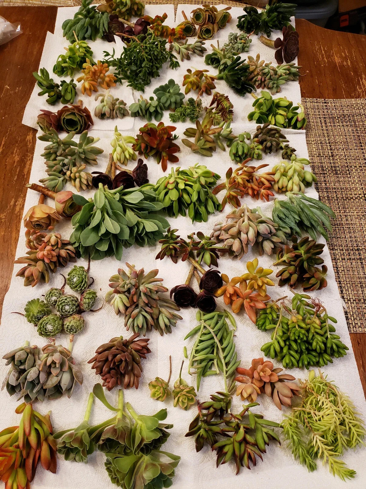 X-Large Succulent Cuttings 40 Pack - 30 Unique Varieties - Perfect for Gardening (Various Scientific Names)