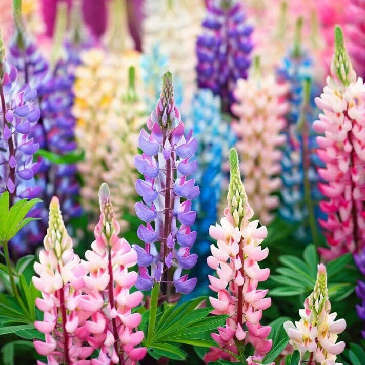 Pixie Delight Lupine Seeds | Non-GMO | 50-1,000 Seeds | Lupinus perennis | Garden Flower Seeds