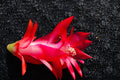 Christmas Cactus Starter Plant - Schlumbergera Truncata - Holiday Blooming Indoor Houseplant