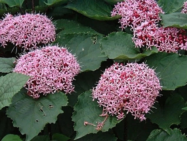 Pink Clerodendrum Cuttings with Roots - 3 Count - Tropical Houseplant Cuttings - Clerodendrum thomsoniae