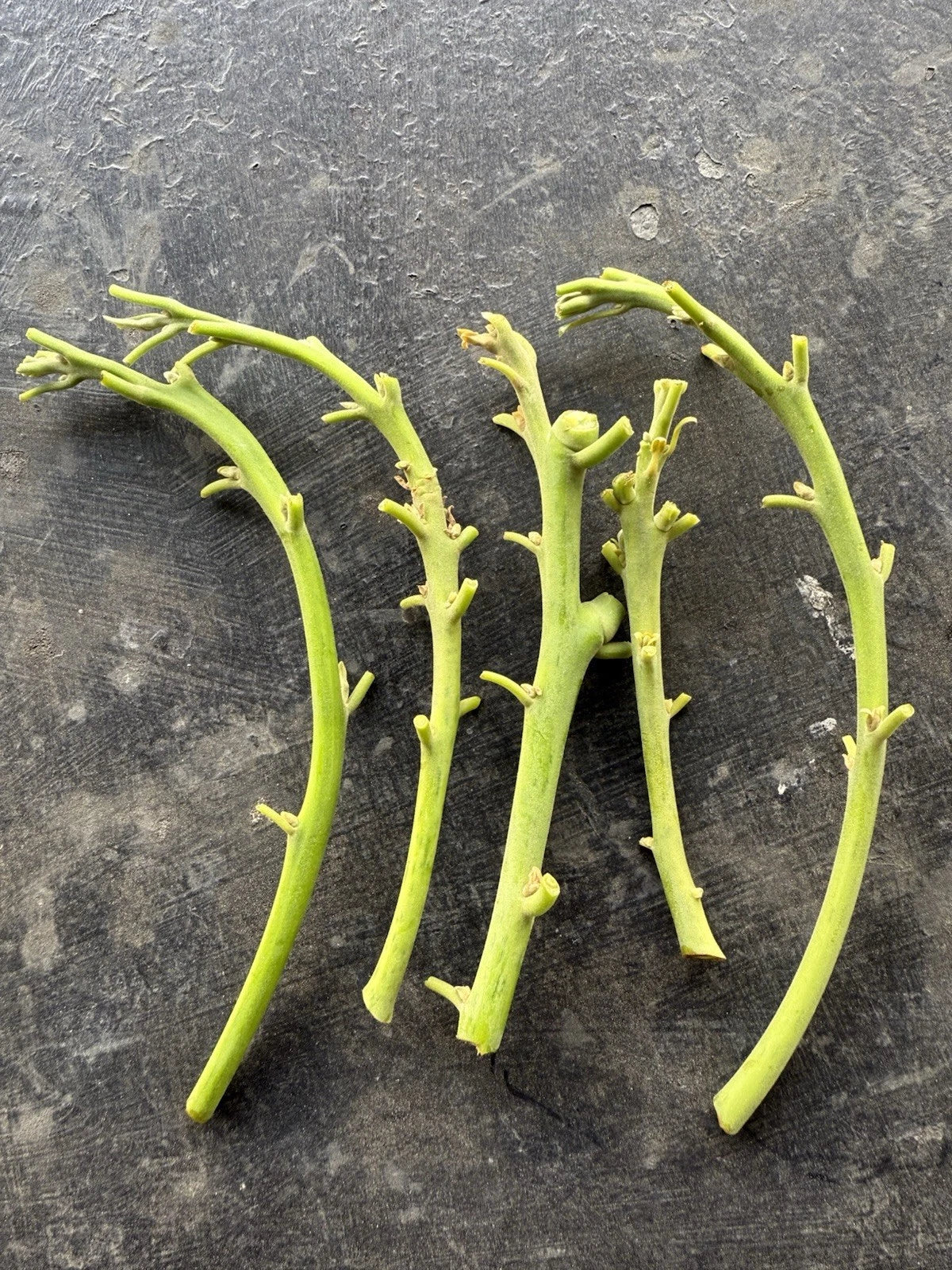 Lamb Hass Avocado Cuttings 4 Scions for Grafting - Persea americana