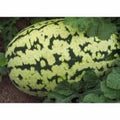 Watermelon Seeds, 100 Heirloom Klondike Striped Blue Ribbon, Citrullus lanatus
