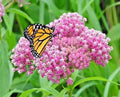 Swamp Rose Milkweed Seeds - 51+ Count - Native Wildflower for Patio & Container Garden - Asclepias incarnata