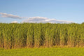 Switchgrass Seeds 2 Pounds Fast Growing Prairie Grass Panicum virgatum