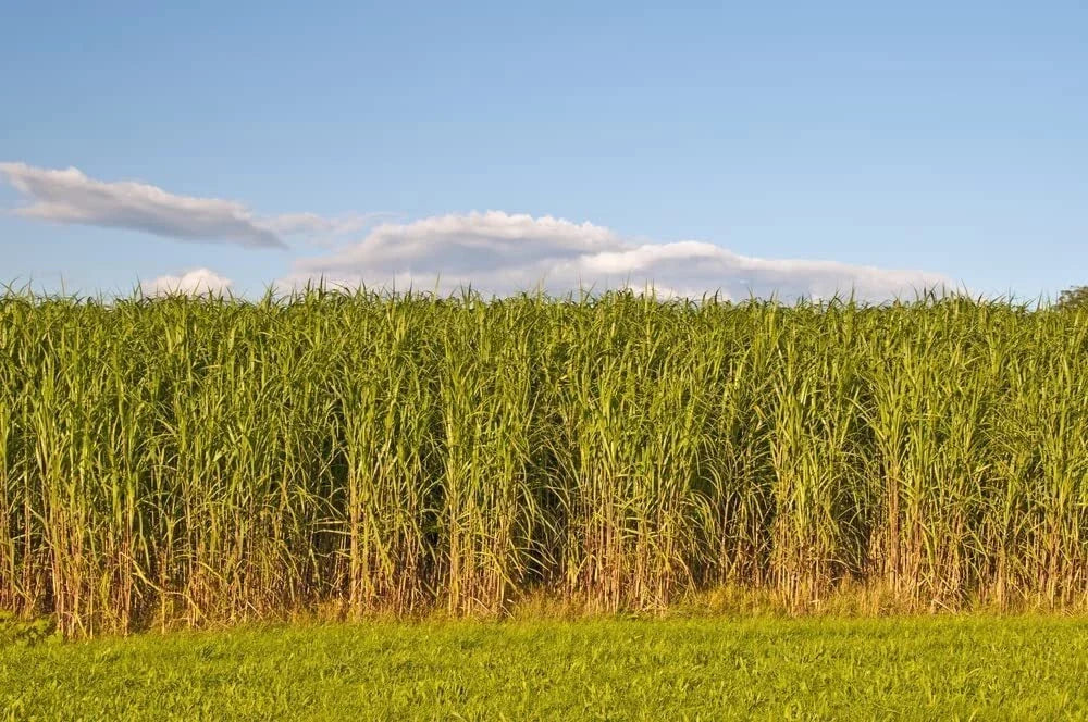 Switchgrass Seeds 2 Pounds Fast Growing Prairie Grass Panicum virgatum