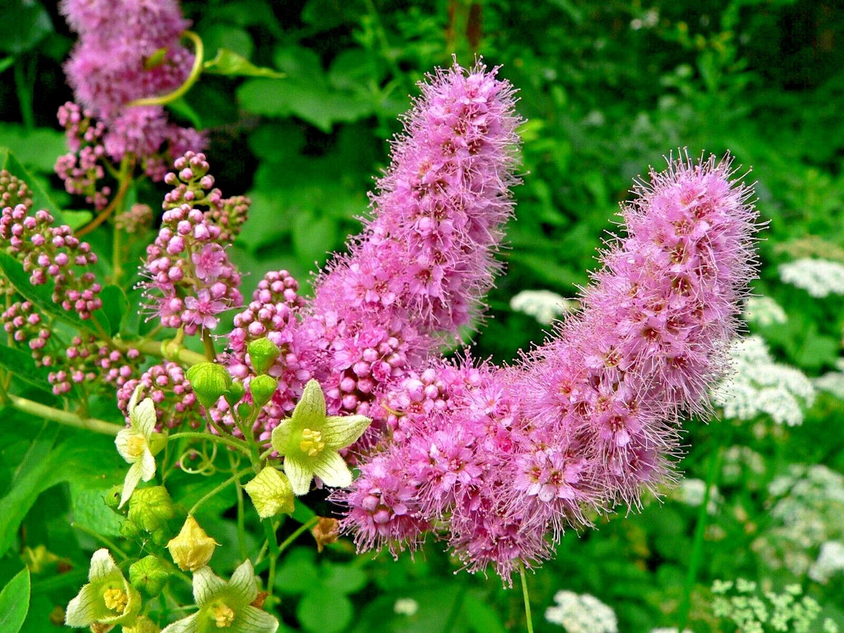 Western Spirea Seeds - 1000 Count - Spiraea douglasii - Steeple Bush Wildflower