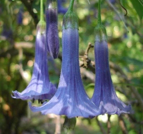 Blue Angel Trumpet Seeds - 10 Pack - Fragrant Tropical Flowers - Brugmansia suaveolens