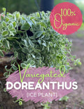 Variegated Ice Plant Cutting - Organic Live Rooted Dorotheanthus - Free Shipping