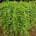 50 Sedum Sarmentosum Cuttings | Fast Growing Creeping Perennial Edible Plant | Live Plant Cuttings