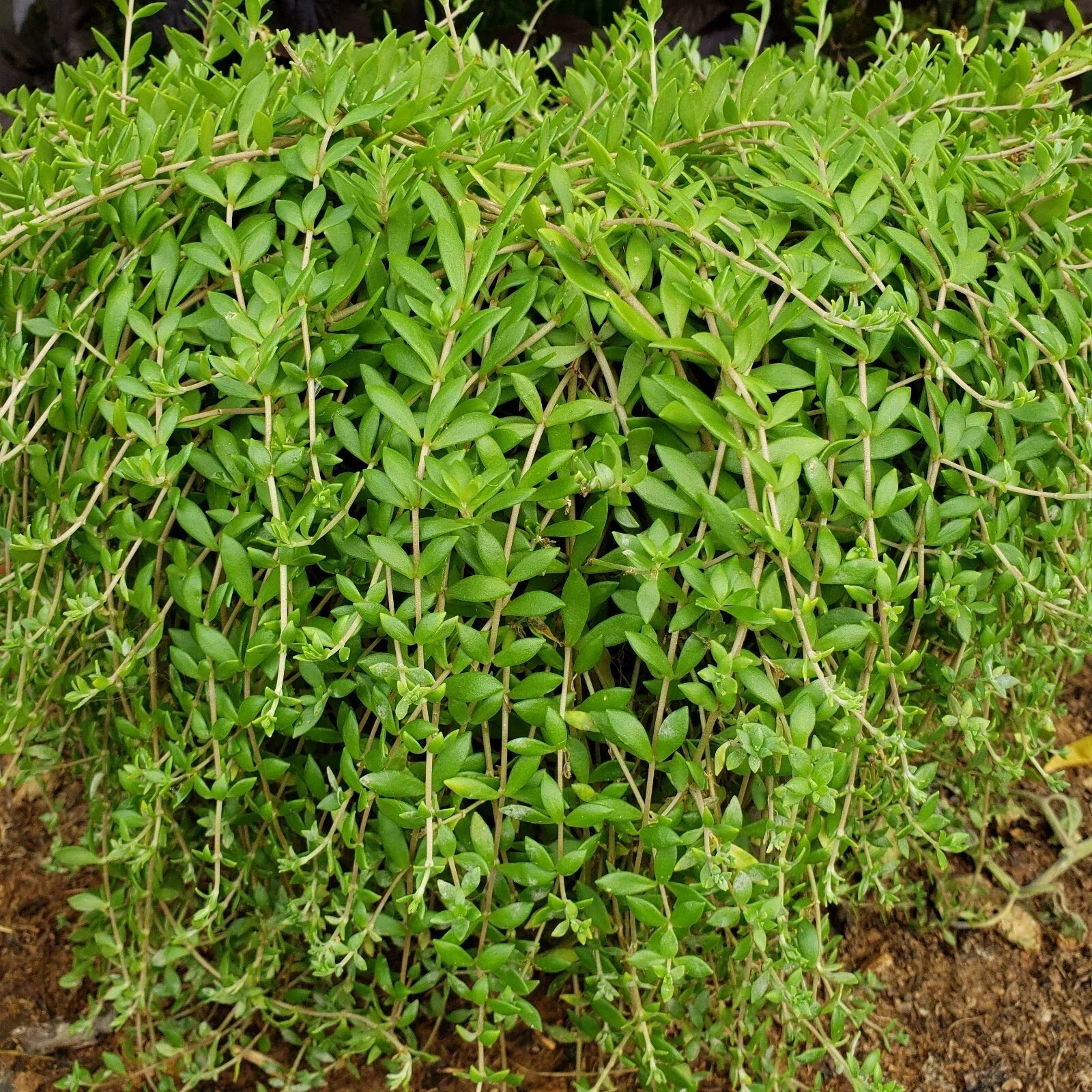 50 Sedum Sarmentosum Cuttings | Fast Growing Creeping Perennial Edible Plant | Live Plant Cuttings