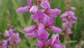 100 Seeds Trefoil Showy Tick Perennial Pink - GroCo USA - Wildflower Seeds for Garden Planting, Eco-Friendly