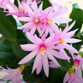 Pink Easter Cactus Cuttings - 3 Fresh Cuttings - Opuntia spp. - Perfect for Spring Planting and Propagation