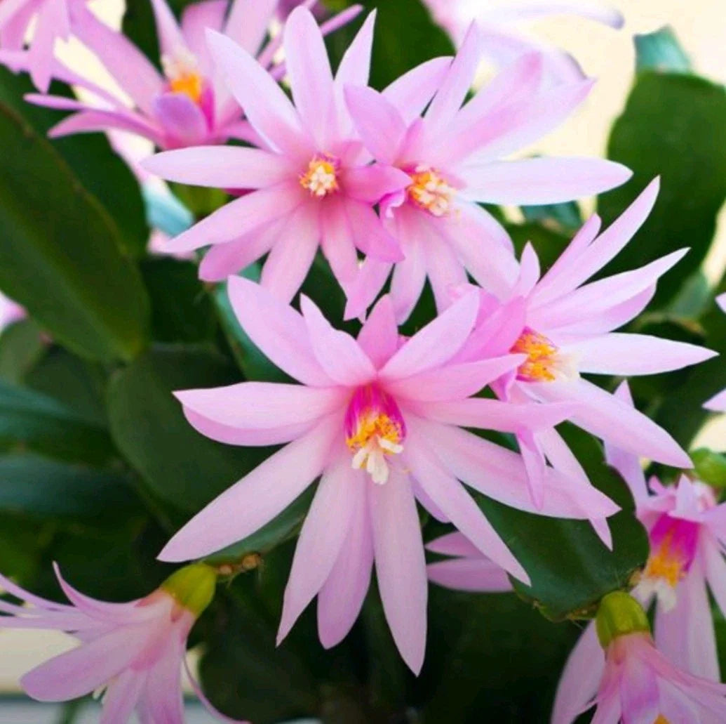 Pink Easter Cactus Cuttings - 3 Fresh Cuttings - Opuntia spp. - Perfect for Spring Planting and Propagation