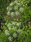 Wild Dill Seeds for Planting - 50 Seeds - Perideridia Americana - Heirloom Culinary Herb for Gardens