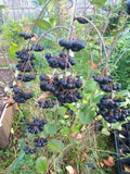 Viking Aronia Berry Plant - Live Dormant Rooted Cutting - Zones 3-8 - Aronia melanocarpa