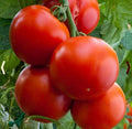Heirloom Tomato Seeds - 100 Non-GMO Florida Date Variety for Hot Climates - Perfect for Slicing - Solanum lycopersicum