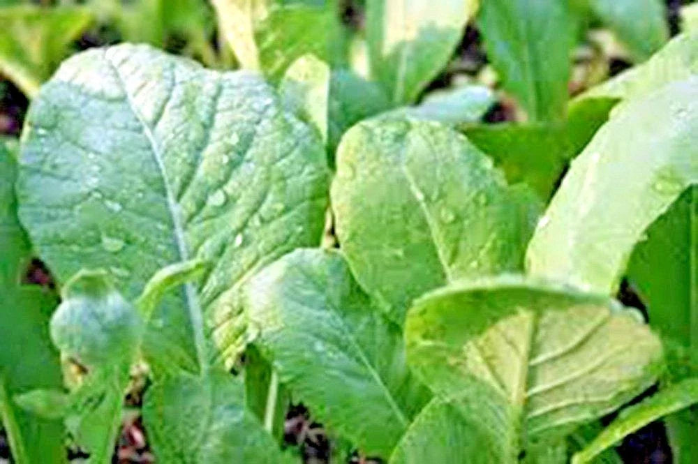 Tendergreen Mustard Seeds | Organic Spring Fall Garden | Container Greens | Brassica juncea