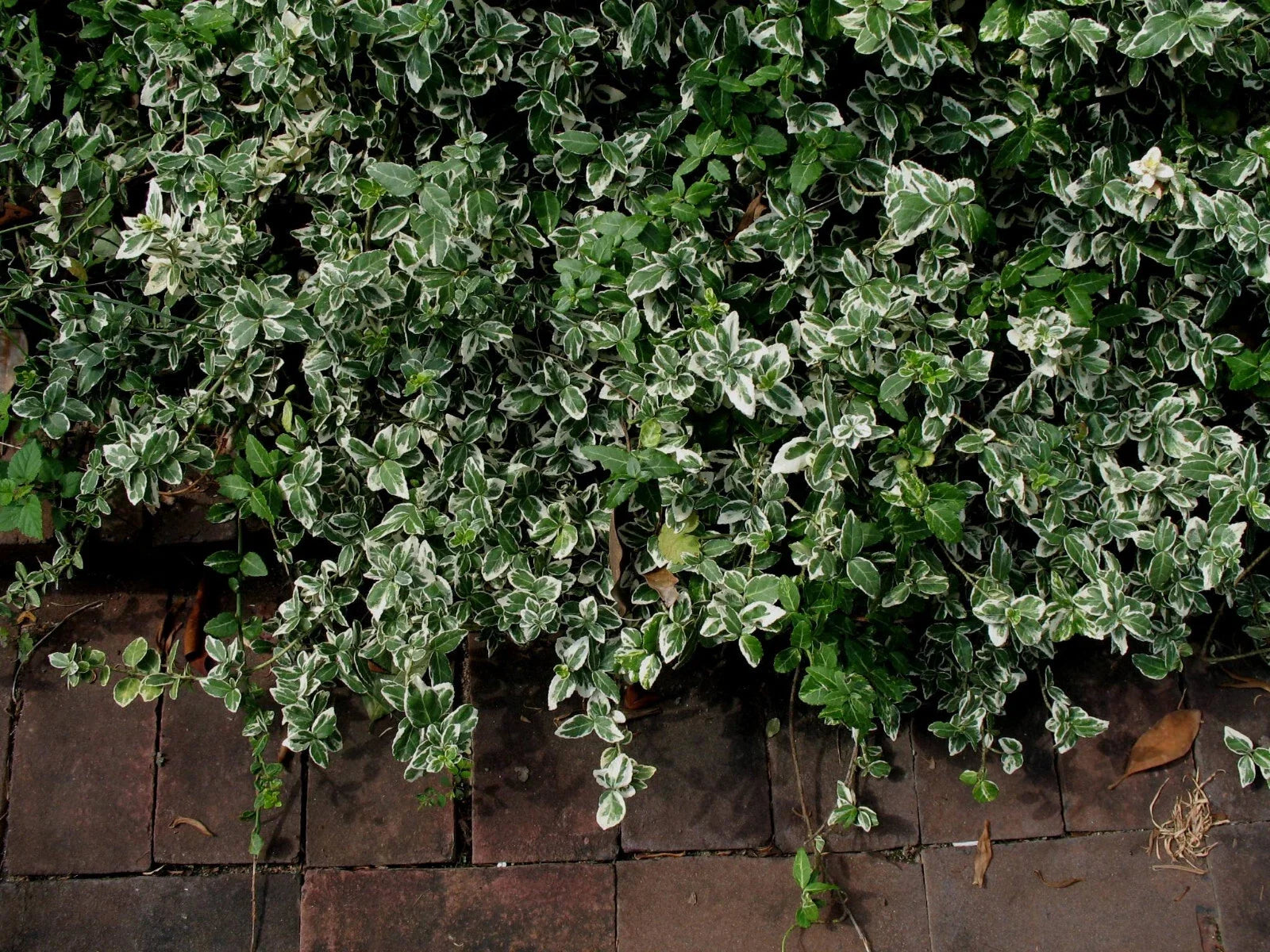 Winter Creeper Euonymus Cuttings Set of 12, Blonde Variegated, Perfect for Landscaping and Garden Projects