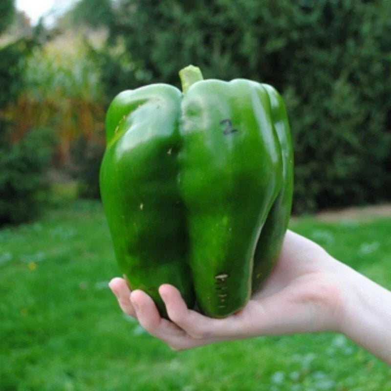 Emerald Giant Bell Pepper Seeds - 60+ Non-GMO Heirloom Organic Sweet Variety - Capsicum annuum