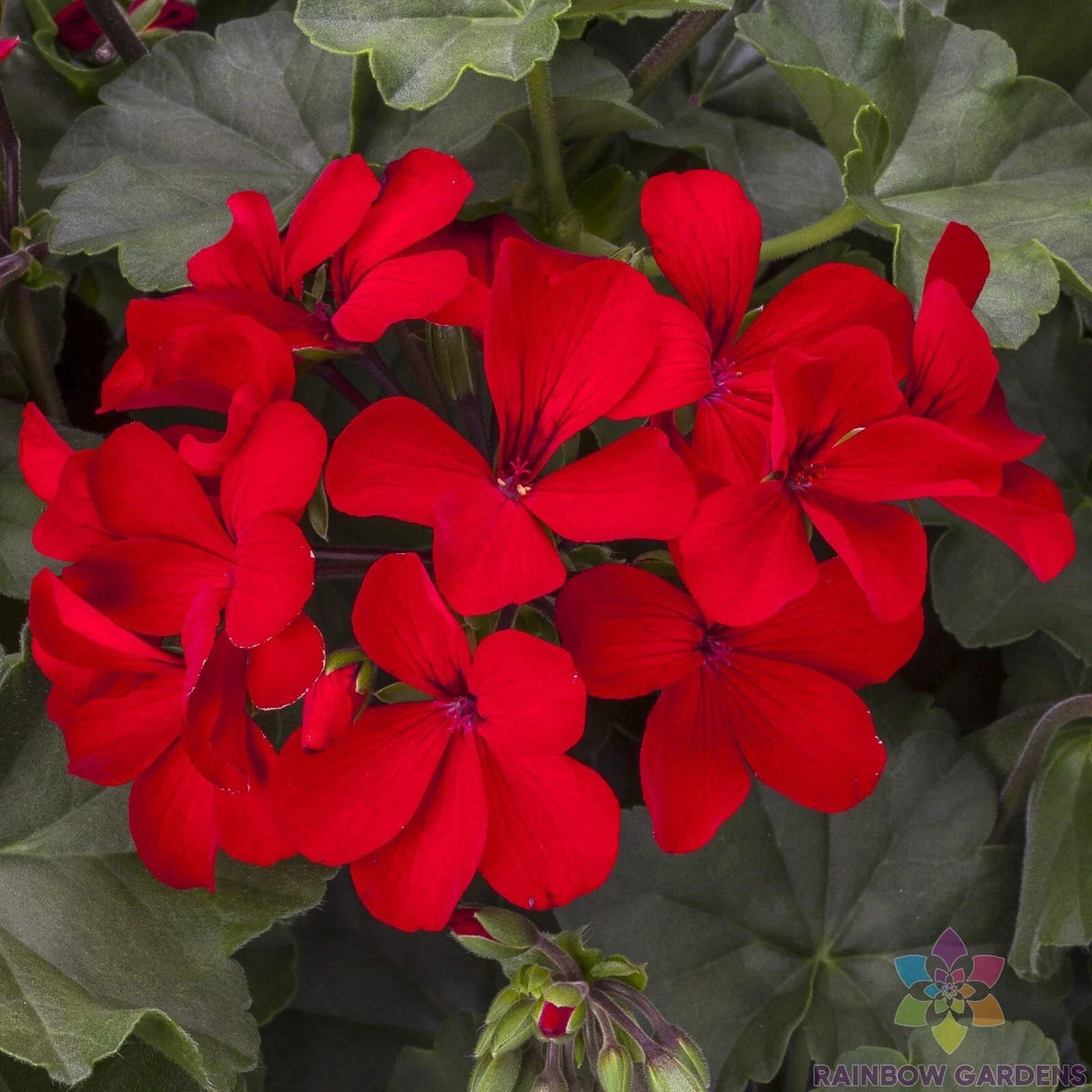 Caliente Deep Red Geranium Seeds - 25+ Pack for Garden Planting - Pelargonium x hortorum