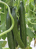 Cucumber Seeds 20+ Pack Sweet Slice Burpless Hybrid Cucumber Seeds (Cucumis sativus) USA