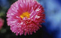 Aster Seeds - 25+ Rainbow Variety - Vivid Bright Blooms - Aster spp.