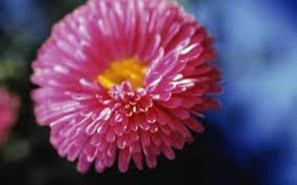 Aster Seeds - 25+ Rainbow Variety - Vivid Bright Blooms - Aster spp.