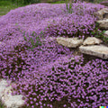 Creeping Thyme Seeds - 2000 Count - Purple Groundcover - Thymus serpyllum - Perennial Herb, USA Free Shipping