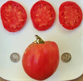 Hungarian Heart Tomato Seeds - 25 Count - Heirloom Oxheart Variety - Solanum lycopersicum
