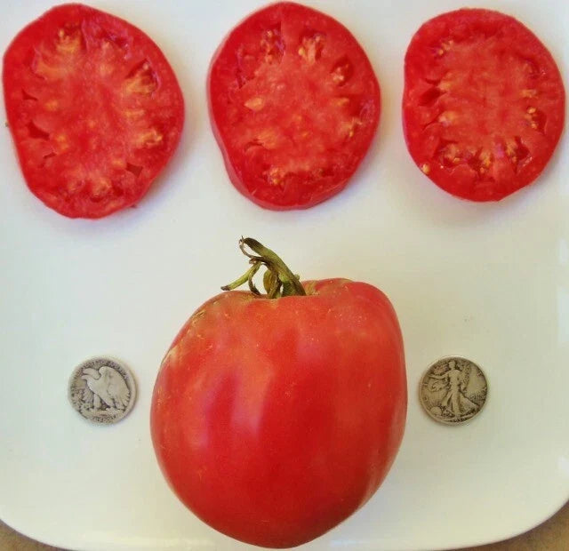 Hungarian Heart Tomato Seeds - 25 Count - Heirloom Oxheart Variety - Solanum lycopersicum