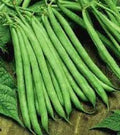 Premium Contender Stringless Green Bean Seeds - Non-GMO, Fresh, Heirloom Variety - Phaseolus vulgaris