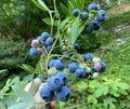 Evergreen Blueberry Plant Cuttings - 4 Pack, Red Fall Color, Abundant Berries, Edible Landscaping, Vaccinium spp.