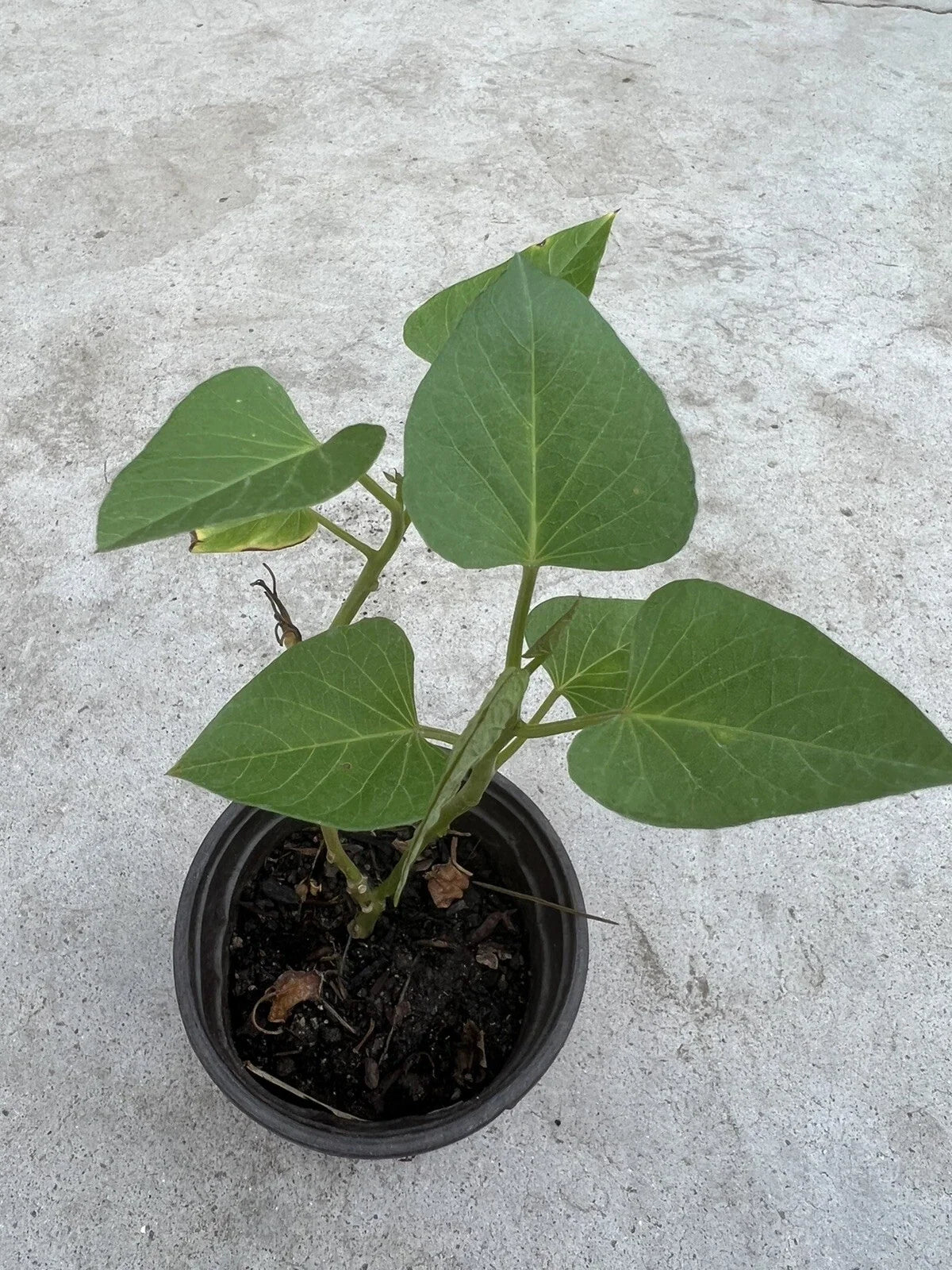 Sweet Potato Plant in Pot - Live Rooted Plant - Ready to Grow - Ipomoea batatas