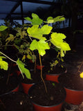 Ficus Celeste Fig Tree 5-8" Cold Hardy Plant