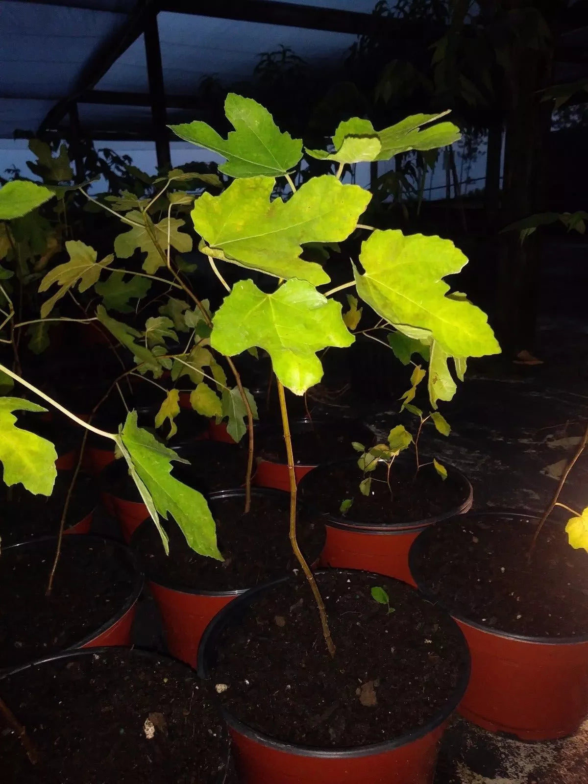 Ficus Celeste Fig Tree 5-8" Cold Hardy Plant