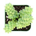 Burro's Tail Succulent 2" Pot Sedum Morganianum Donkey's Tail Rooted Plant